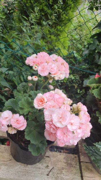 received_652091290149400 - 3 Pelargonium