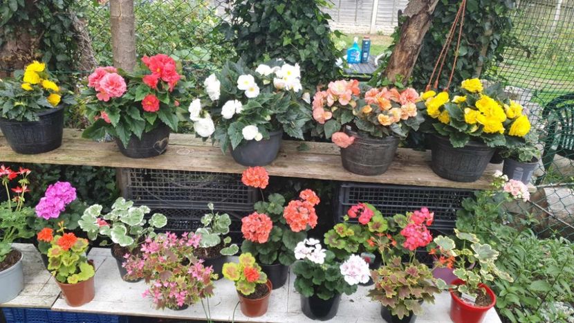 received_795028722289753 - 3 Pelargonium