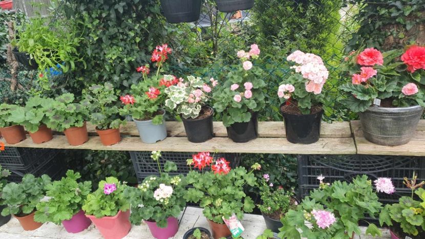 received_610202657891416 - 3 Pelargonium