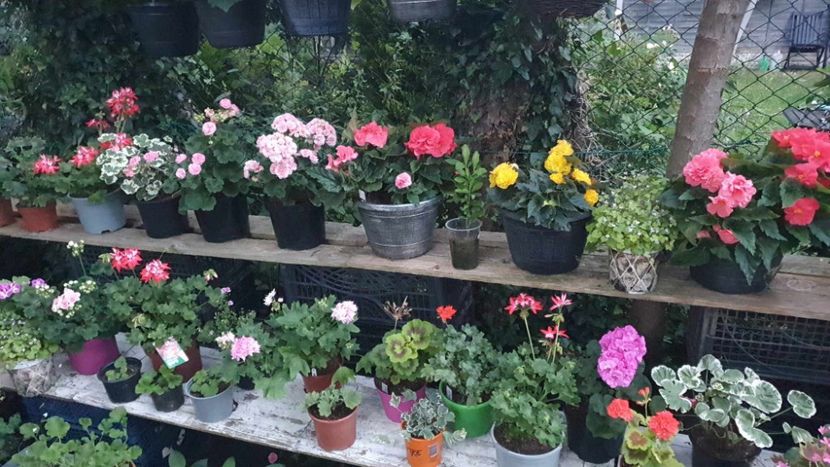 received_646200097561533 - 3 Pelargonium