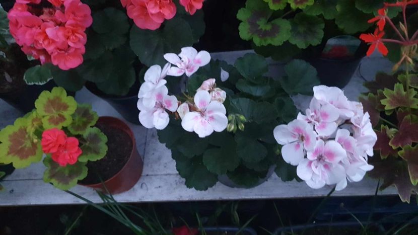 received_138546422594924 - 3 Pelargonium