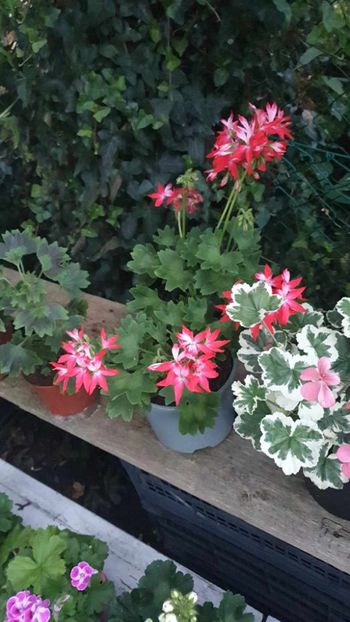 received_831196904676136 - 3 Pelargonium