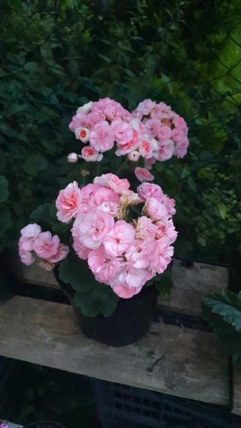 received_991429491902600 - 3 Pelargonium