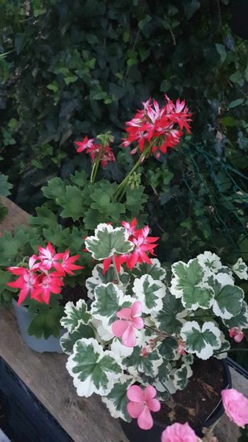 received_224170210522831 - 3 Pelargonium