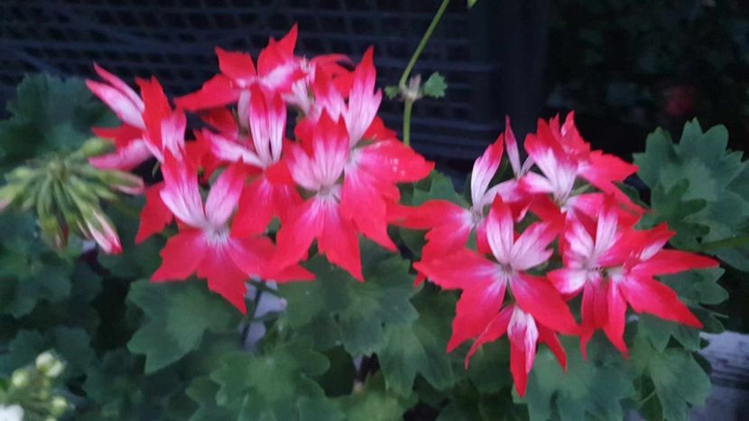 received_998274677845498 - 3 Pelargonium