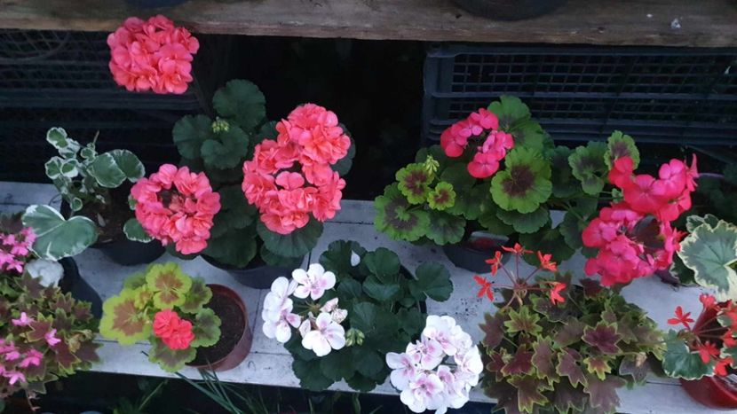 received_1834542100298356 - 3 Pelargonium