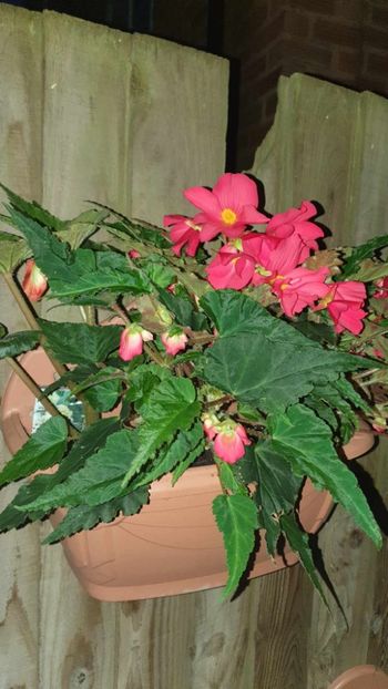 received_802410144727175 - 0 Gradina 2023