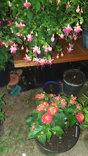 received_816041503238698 - 0 Gradina 2023