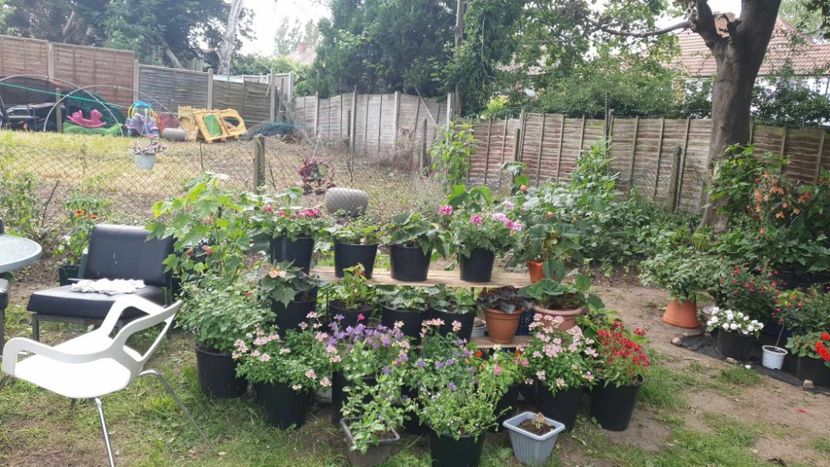 received_657985319699979 - 0 Gradina 2023