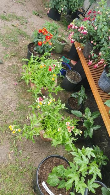 received_1024614508529861 - 0 Gradina 2023
