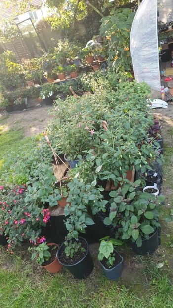 received_217925027809877 - 0 Gradina 2023