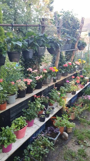 received_651622513506269 - 0 Gradina 2023