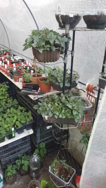 received_3421148931431024 - 0 Gradina 2023