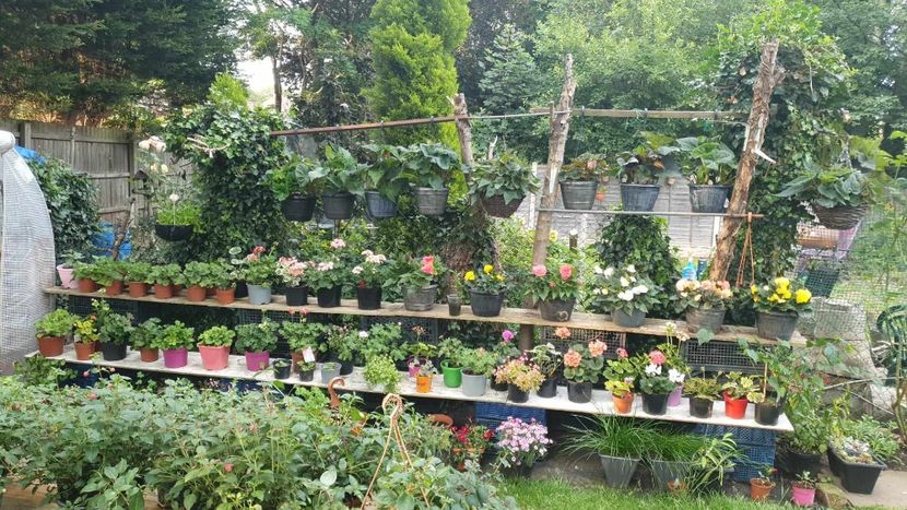 received_6815224178522449 - 0 Gradina 2023