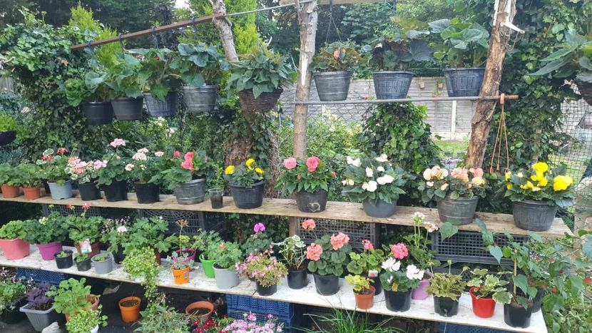 received_184723324283479 - 0 Gradina 2023