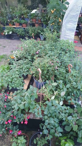 received_778744777122480 - 0 Gradina 2023