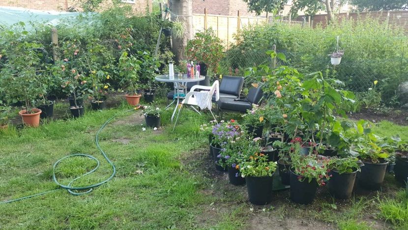 received_194078999953133 - 0 Gradina 2023