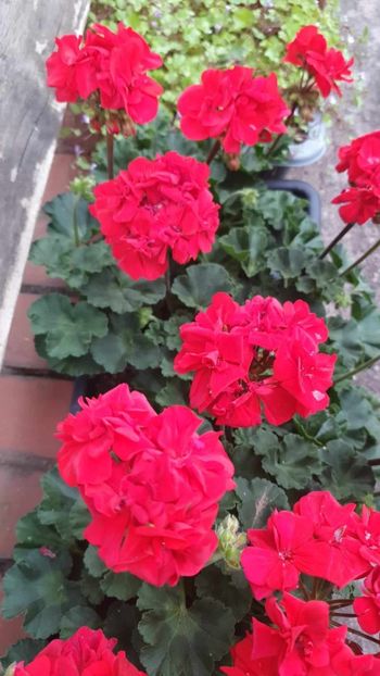 received_278865718139208 - 3 Pelargonium