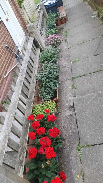 received_638235261697881 - 3 Pelargonium