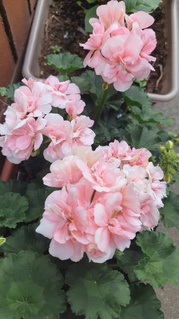 received_1196999404304391 - 3 Pelargonium