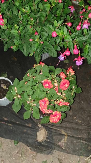 received_834982114312336 - 0 Gradina 2023