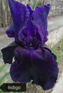 Bonus la orice comanda de iriși pitici - 2023 IRISI PITICI DISPONIBILI