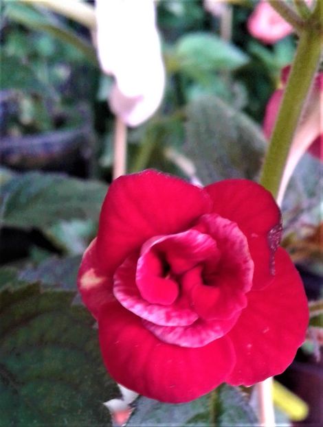  - 000015ACHIMENES