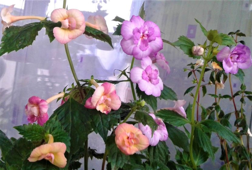 - 000015ACHIMENES