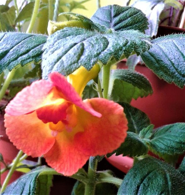  - 000015ACHIMENES