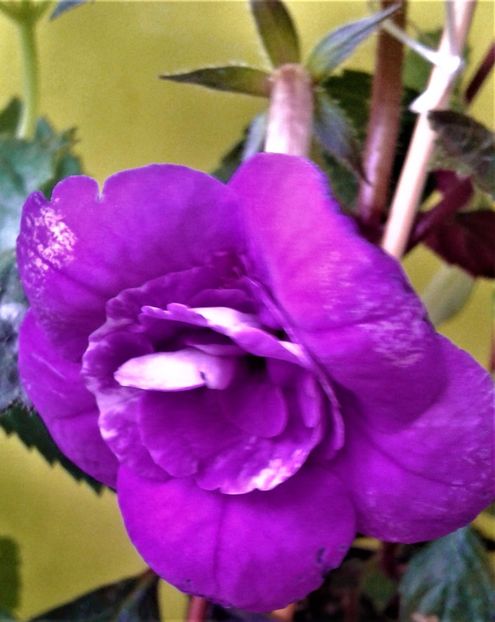  - 000015ACHIMENES