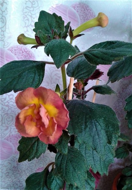 20230708_082302-4 - 000015ACHIMENES