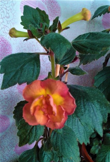 20230708_082254-3 - 000015ACHIMENES