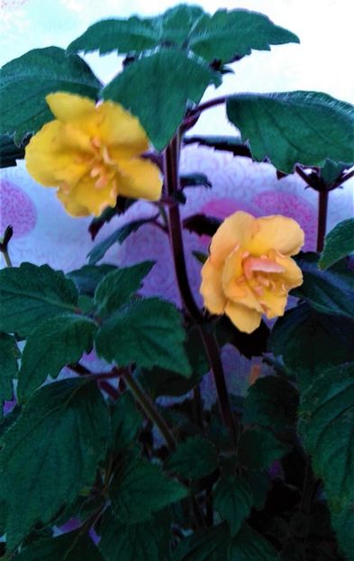 20230708_080340-1 - 000015ACHIMENES