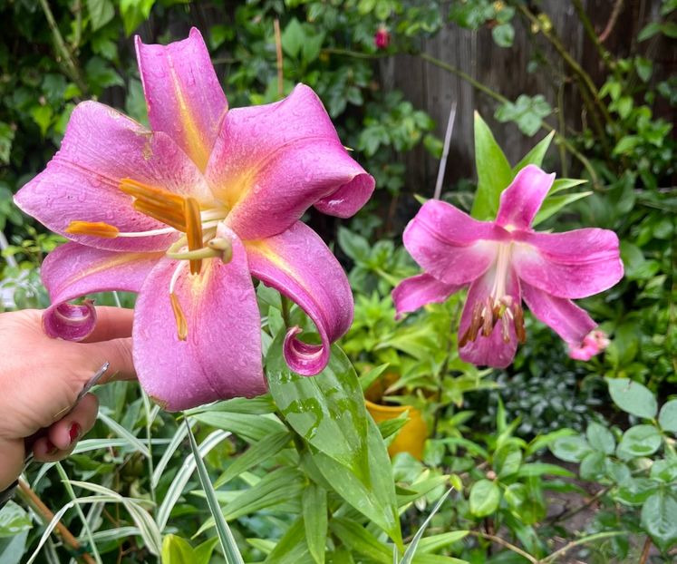 EFFECD4C-82E7-4A3C-ACFA-91C02DFBFBB2 - Crini 2016 2023