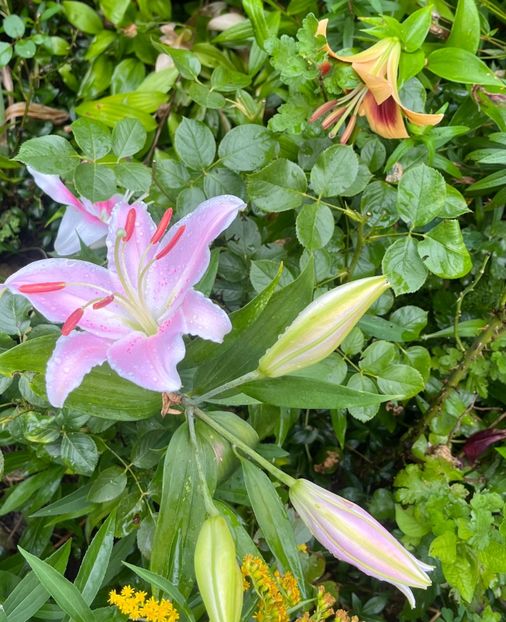 00DE1D82-1508-4D90-9F63-B3D981DB0047 - Crini 2016 2023