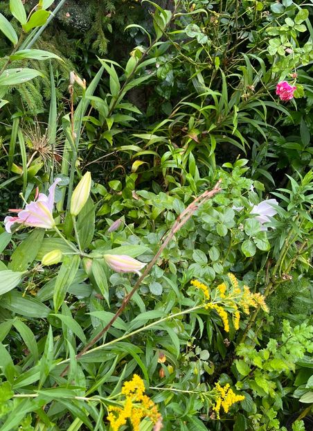 D62459CF-630B-4BD3-8E60-04F9B9E1766B - Crini 2016 2023