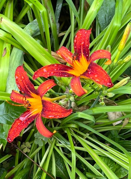 923F0341-E279-495D-82F9-370604CFE044 - Crini 2016 2023