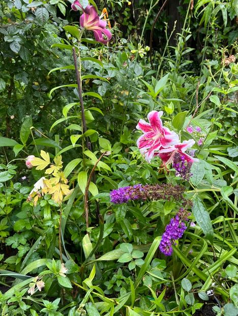 C8323E0A-5586-4D8B-B49F-B3A5EE272475 - Crini 2016 2023