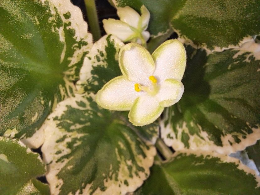 Prima floare - Violeta Frozen in time