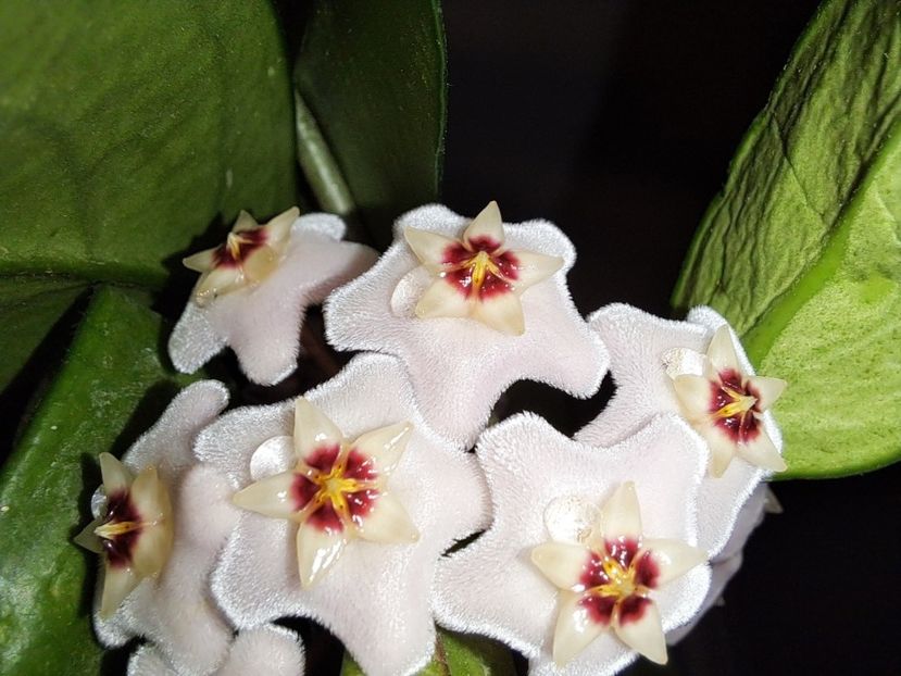  - Hoya carnosa