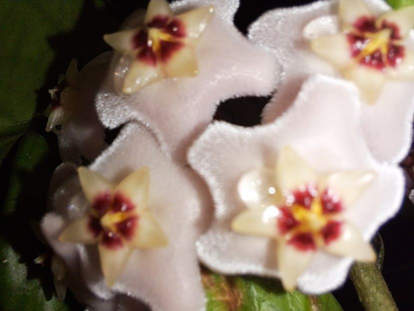  - Hoya carnosa