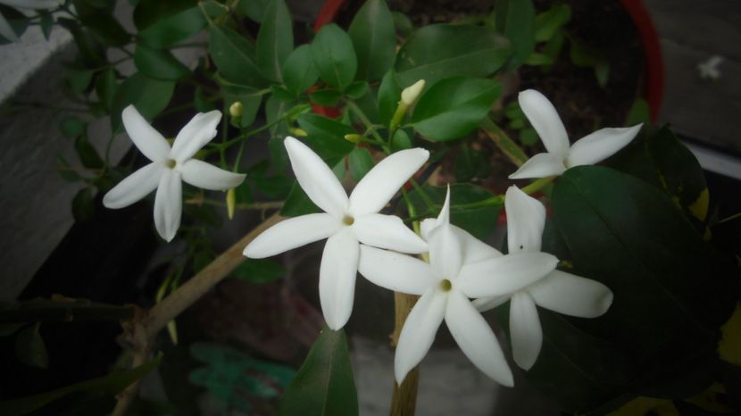 Jasmin azoricum - Splendori in gradina