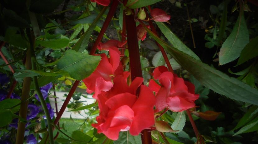  - Splendori in gradina