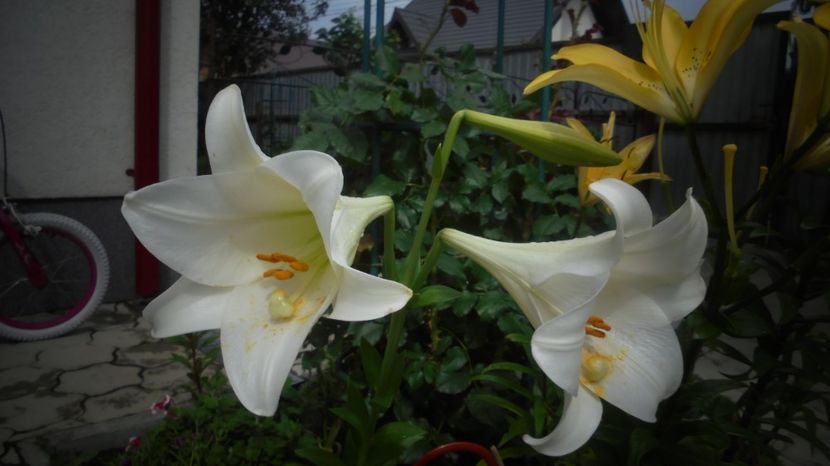  - Splendori in gradina