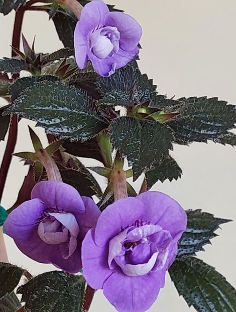  - AAA RIZOMI ACHIMENES DISPONIBILI -2023
