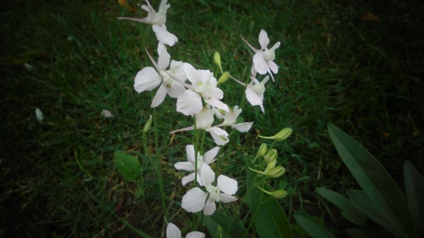 Delphinium anual - Splendori in gradina