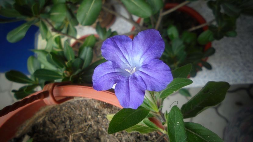 Browallia - Splendori in gradina