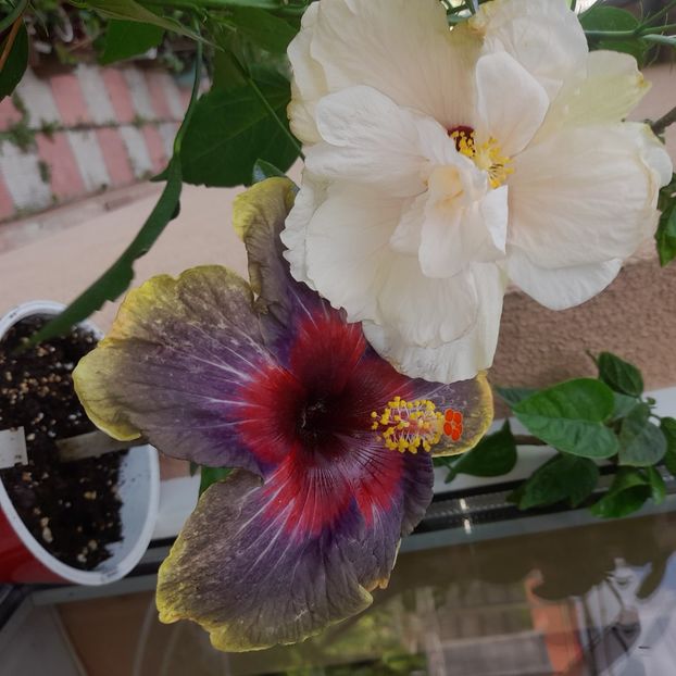08.07.2023 - HIBISCUSI 2023-1