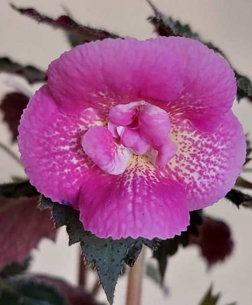  - AAA RIZOMI ACHIMENES DISPONIBILI -2023