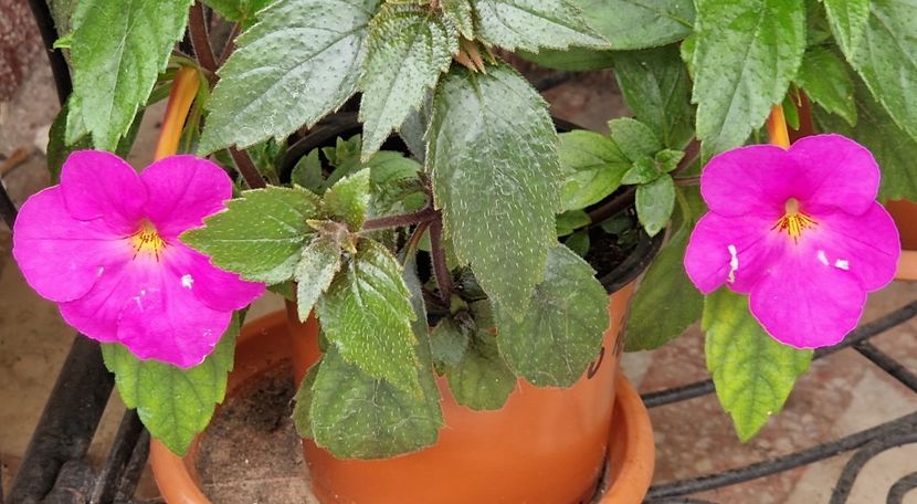  - Hybrid necunoscut Noid-pierdut